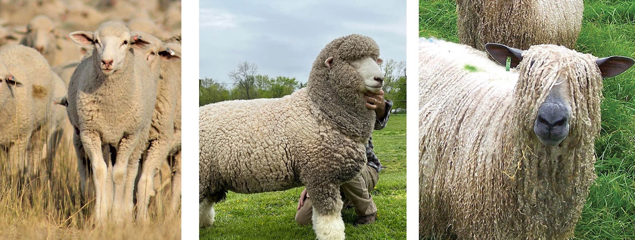 Targhee, Corriedale, and Wensleydale sheep in fields