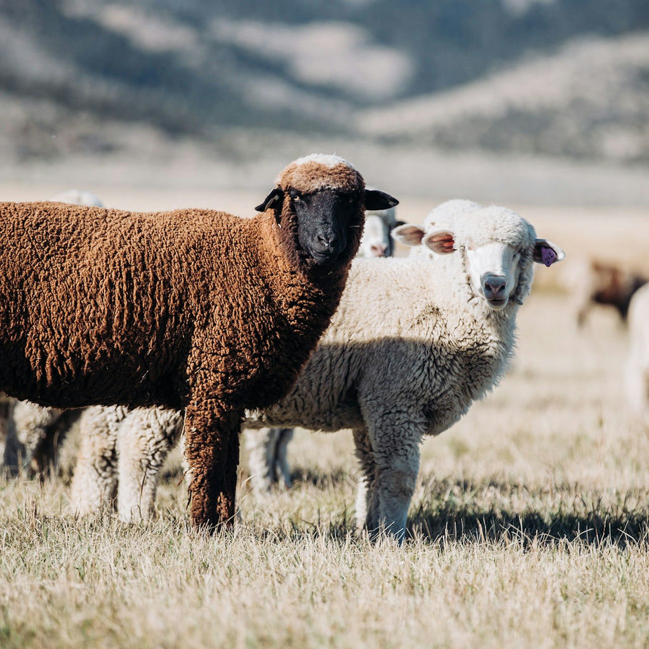 Black and white Targhee Rambouillet sheep in a field looking at camera