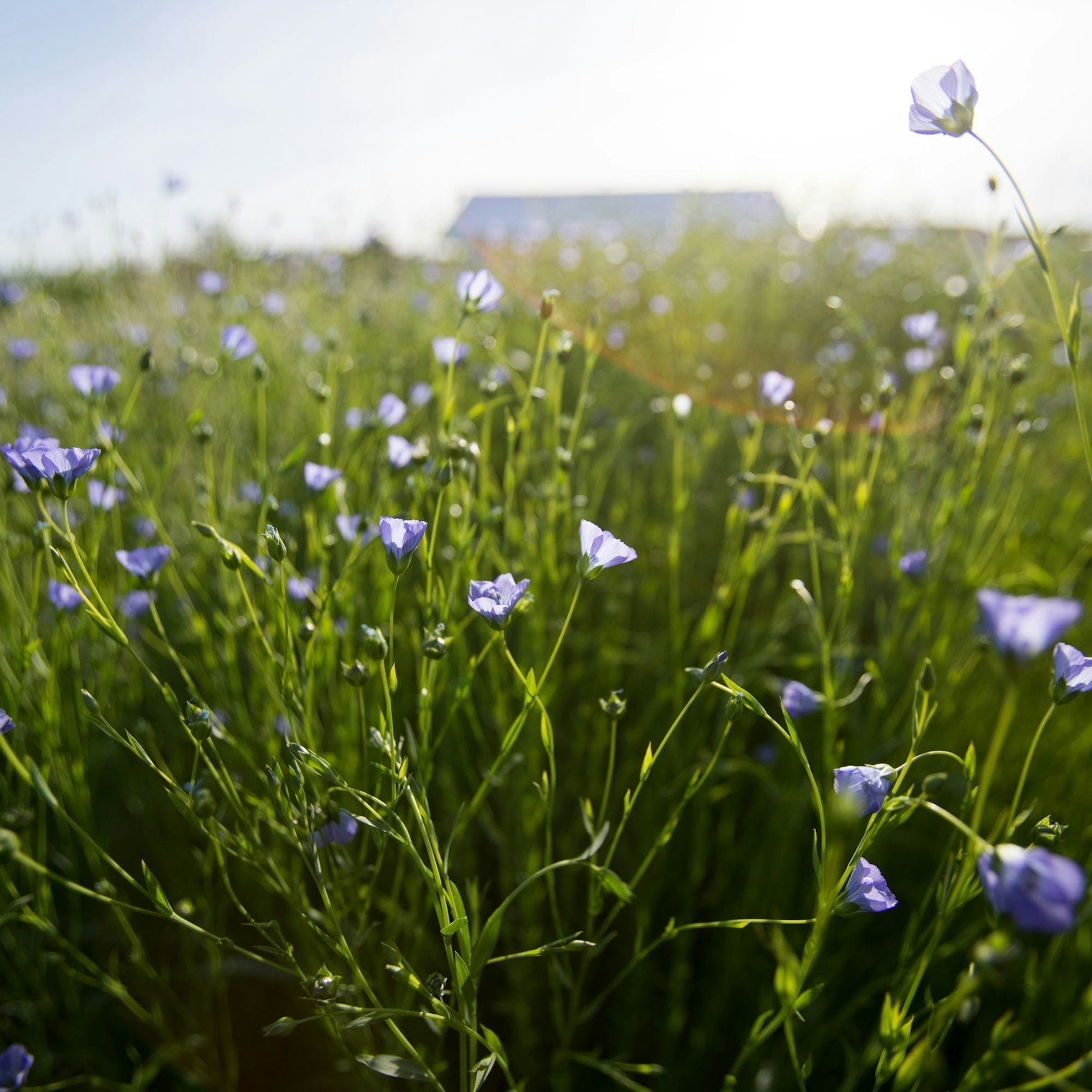 Purple-blue flowers in a field, barn in the distance