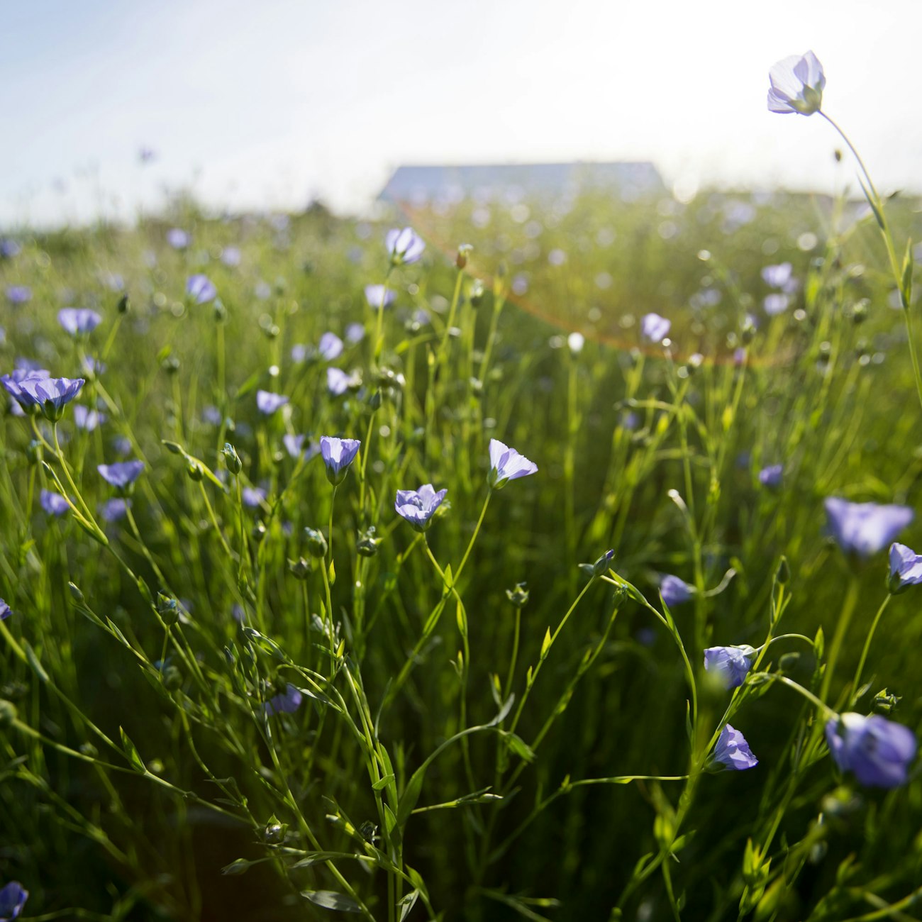 Purple-blue flowers in a field, barn in the distance
