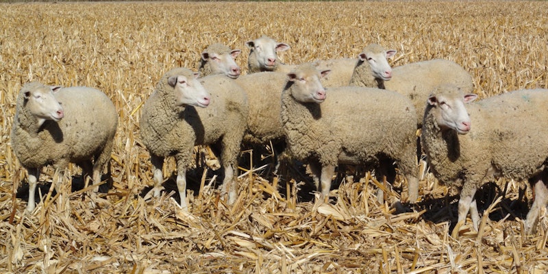 Sheep in a cornfield, looking off-camera to the right