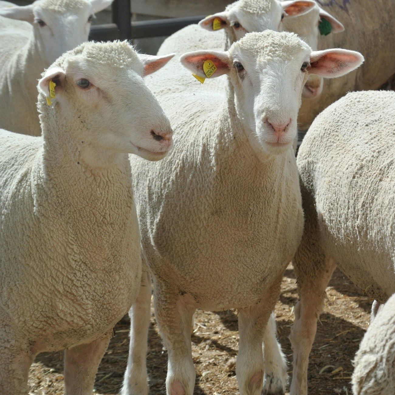 Recently shorn sheep looking at the camera