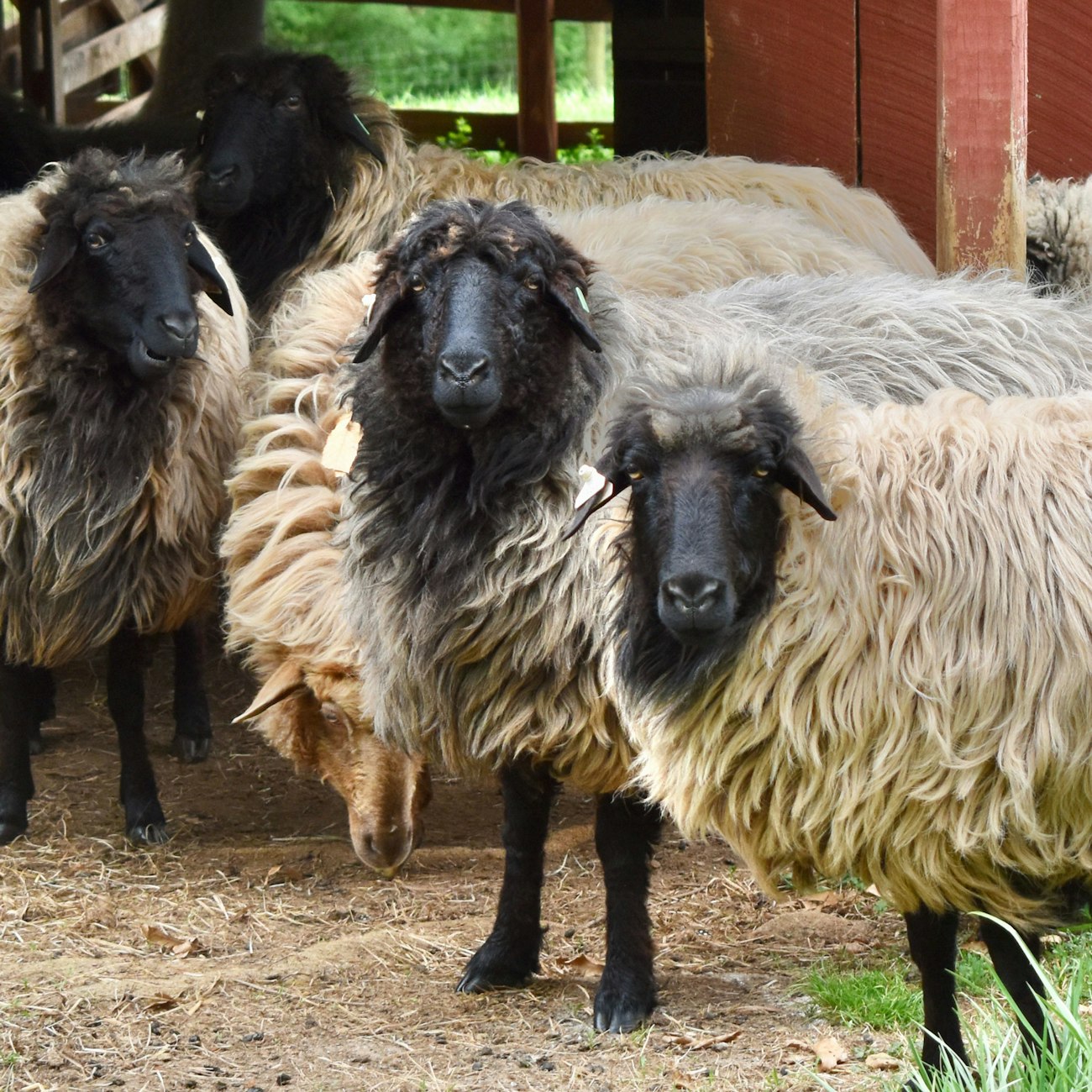 Four black-faced Karakul sheep look at camera