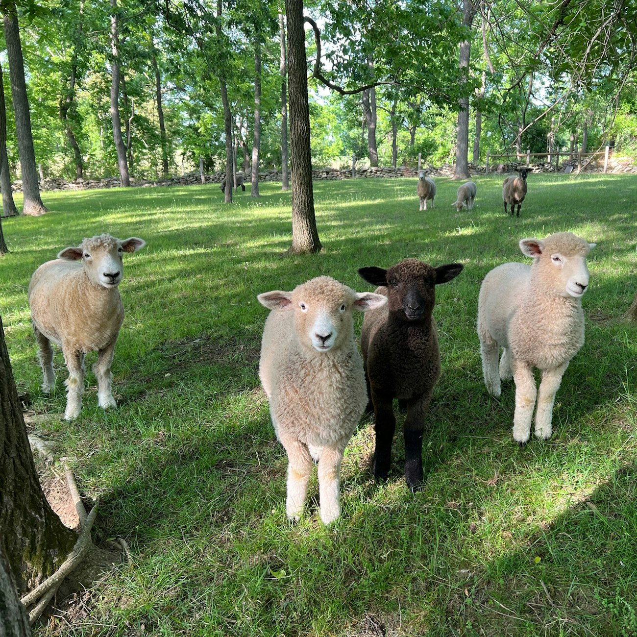 White and black sheep in a field with trees
