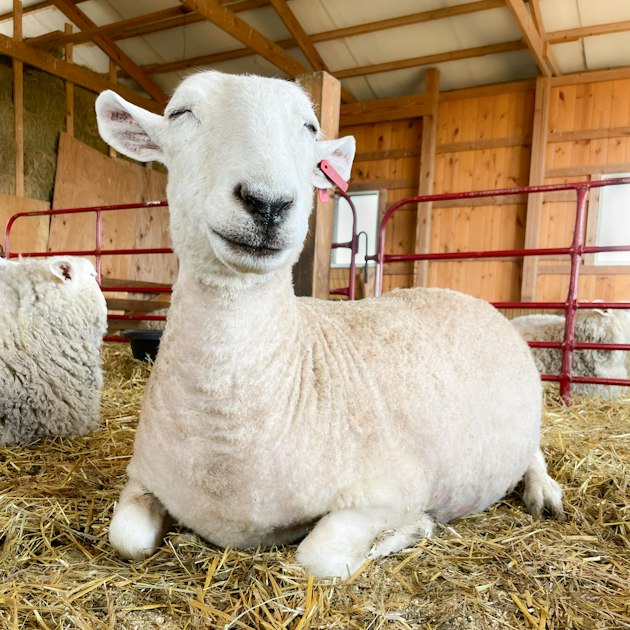 Bonus Podcast: Stephany Wilkes, Sheep Shearer & Author | Farm & Fiber ...