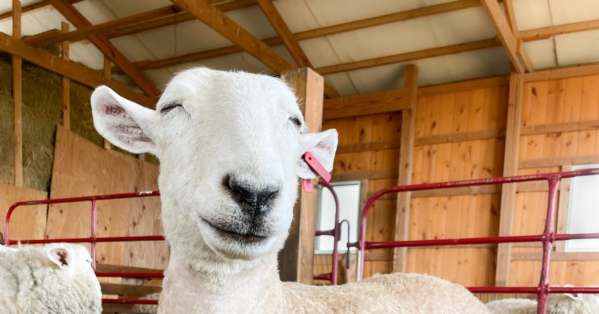 Sheep Library Bonus Podcast: Stephany Wilkes, Sheep Shearer & Author | Farm & Fiber ...