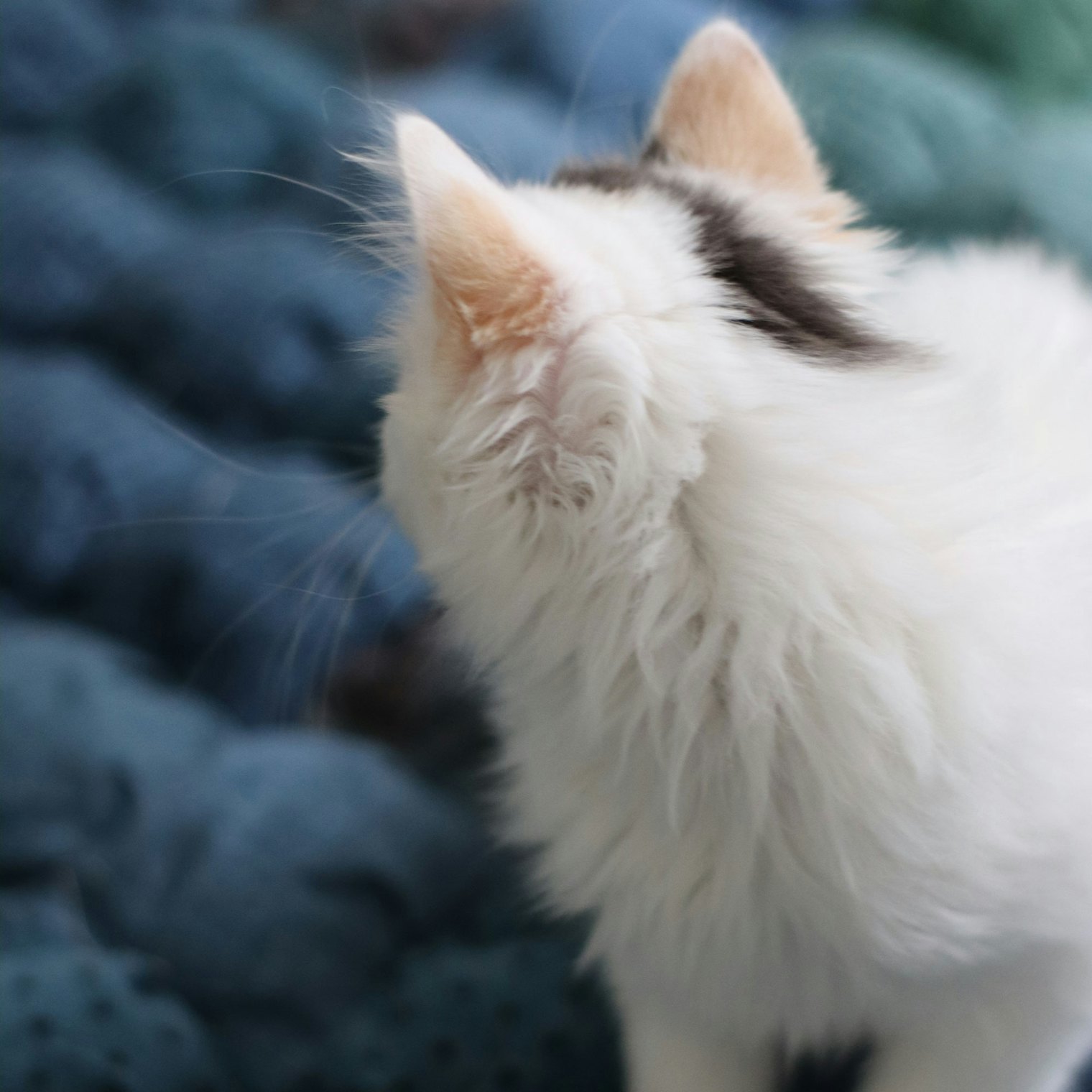White kitten on blue yarn
