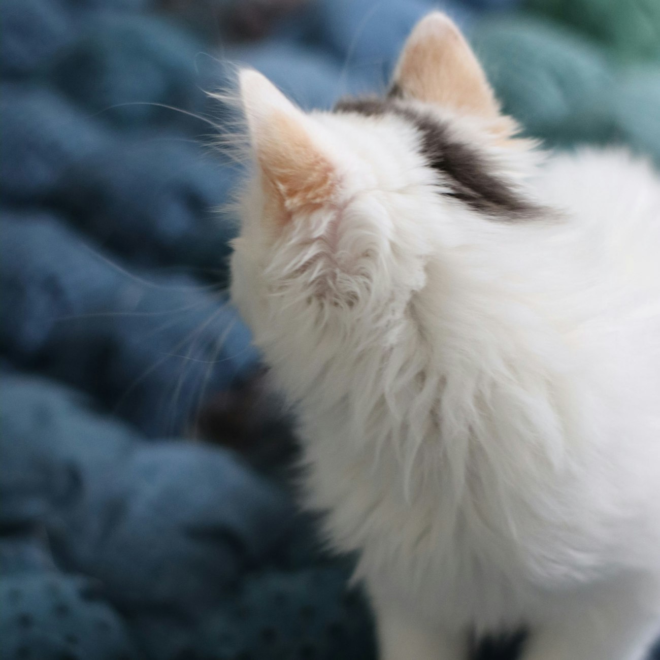 White kitten on blue yarn