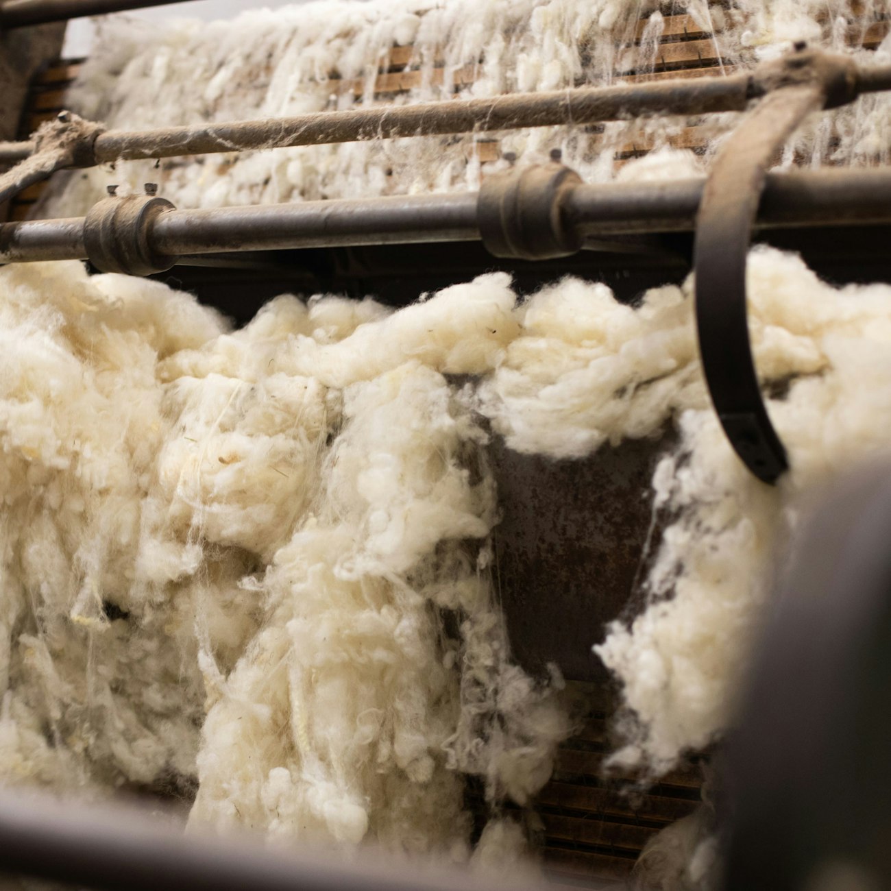 White wool on carding machine