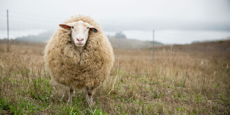 Sheep standing in field