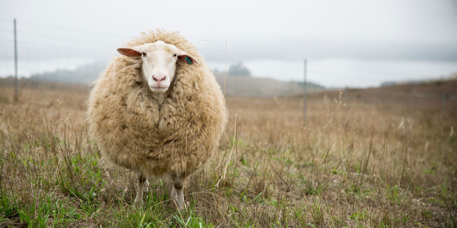 Sheep standing in field