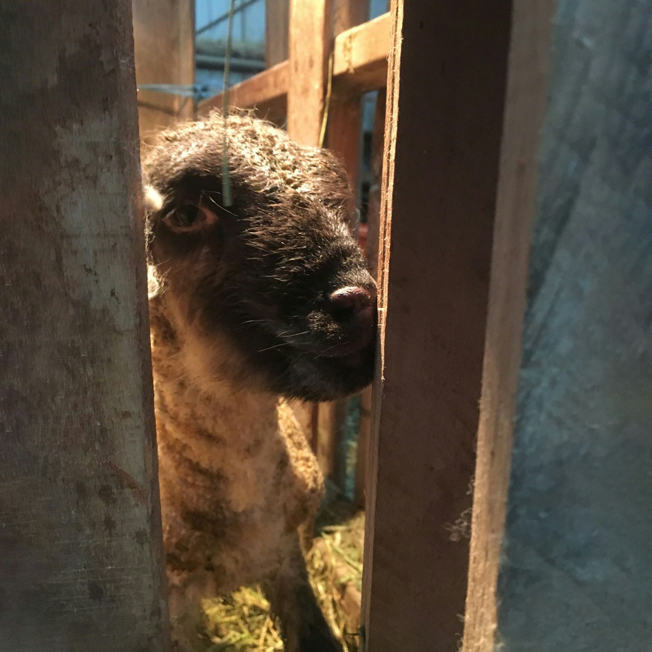 Black faced tiny lamb peering through fence in barn