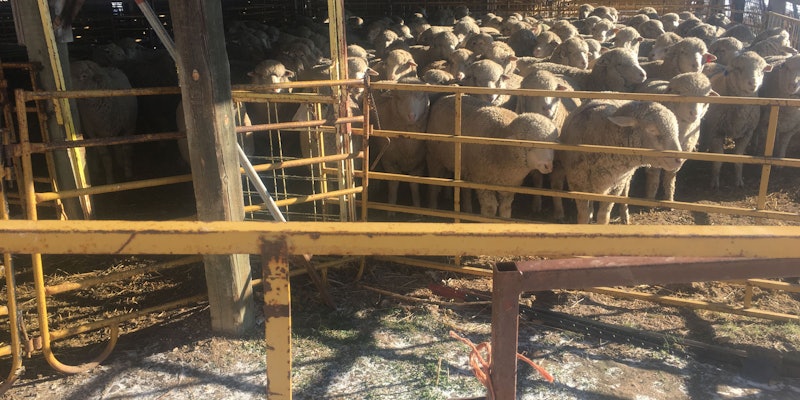 Sheep standing behind metal barriers in morning light
