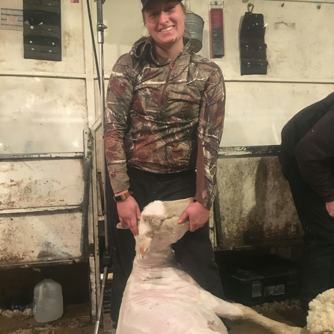 Woman in pullover and cap holding the head of a freshly shorn white sheep