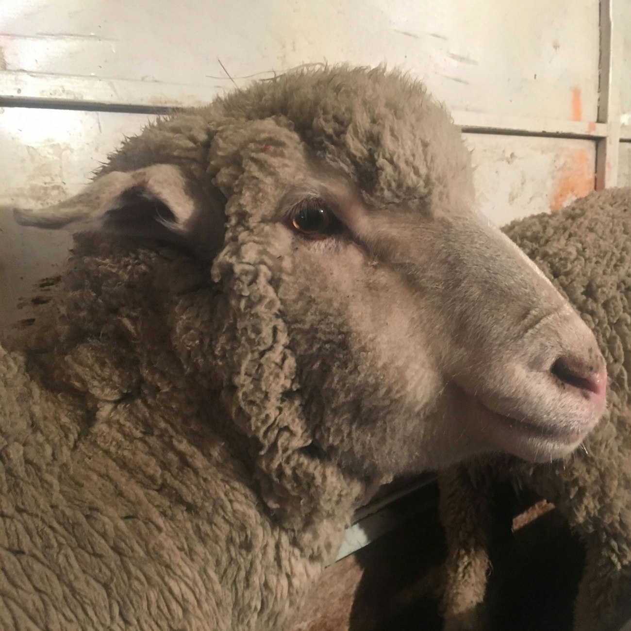 One white sheep in profile