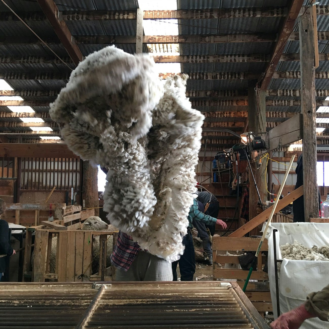 Wool fleece in the air about to fall on a slotted table