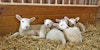 A Shepherd’s Year: What to Expect When You’re Expecting (Lambs) Image