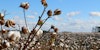 Breezy Knitting with Cotton and Linen Image