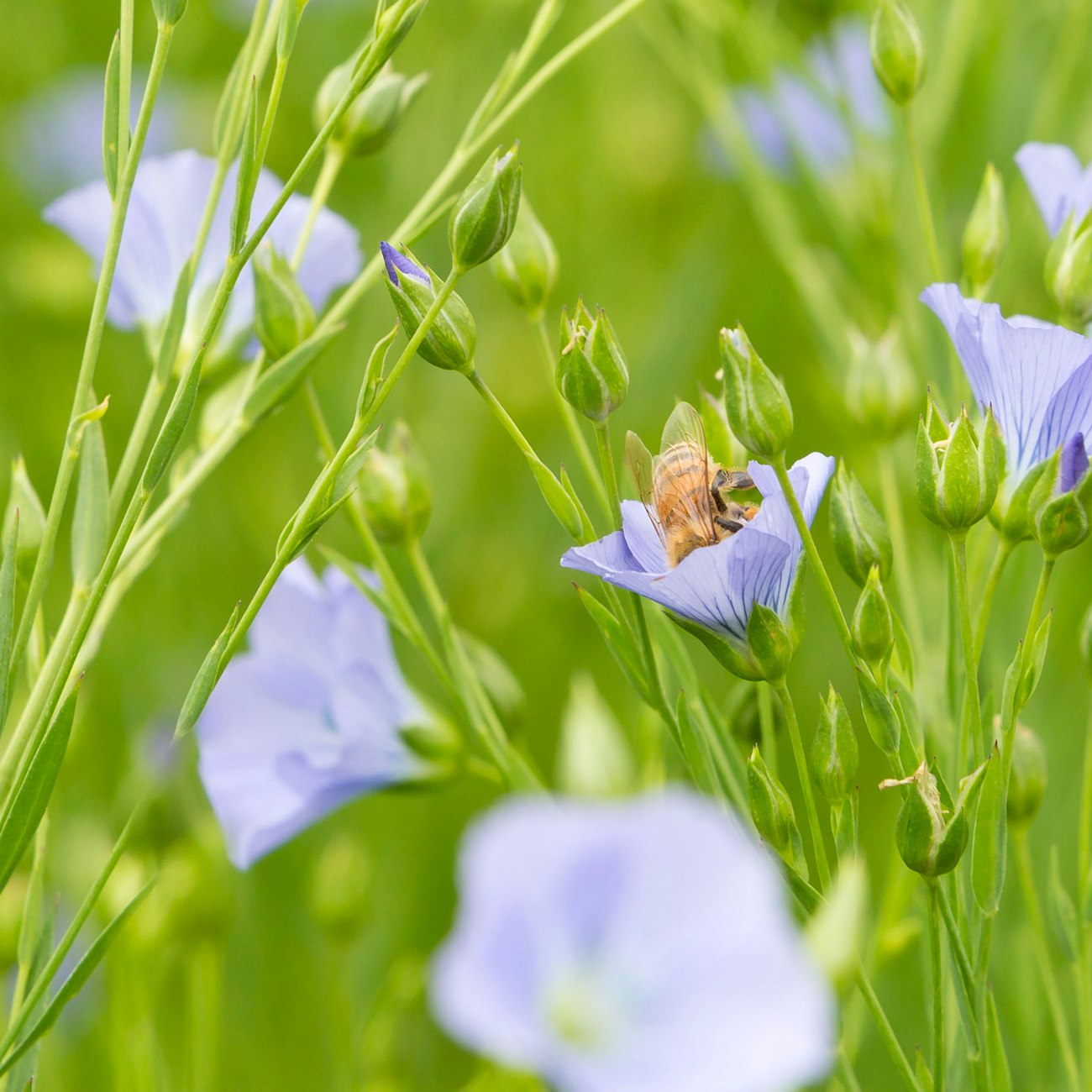 Bee in a blue flax flower