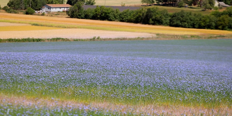 Field of blue flowers with house and brown field in background