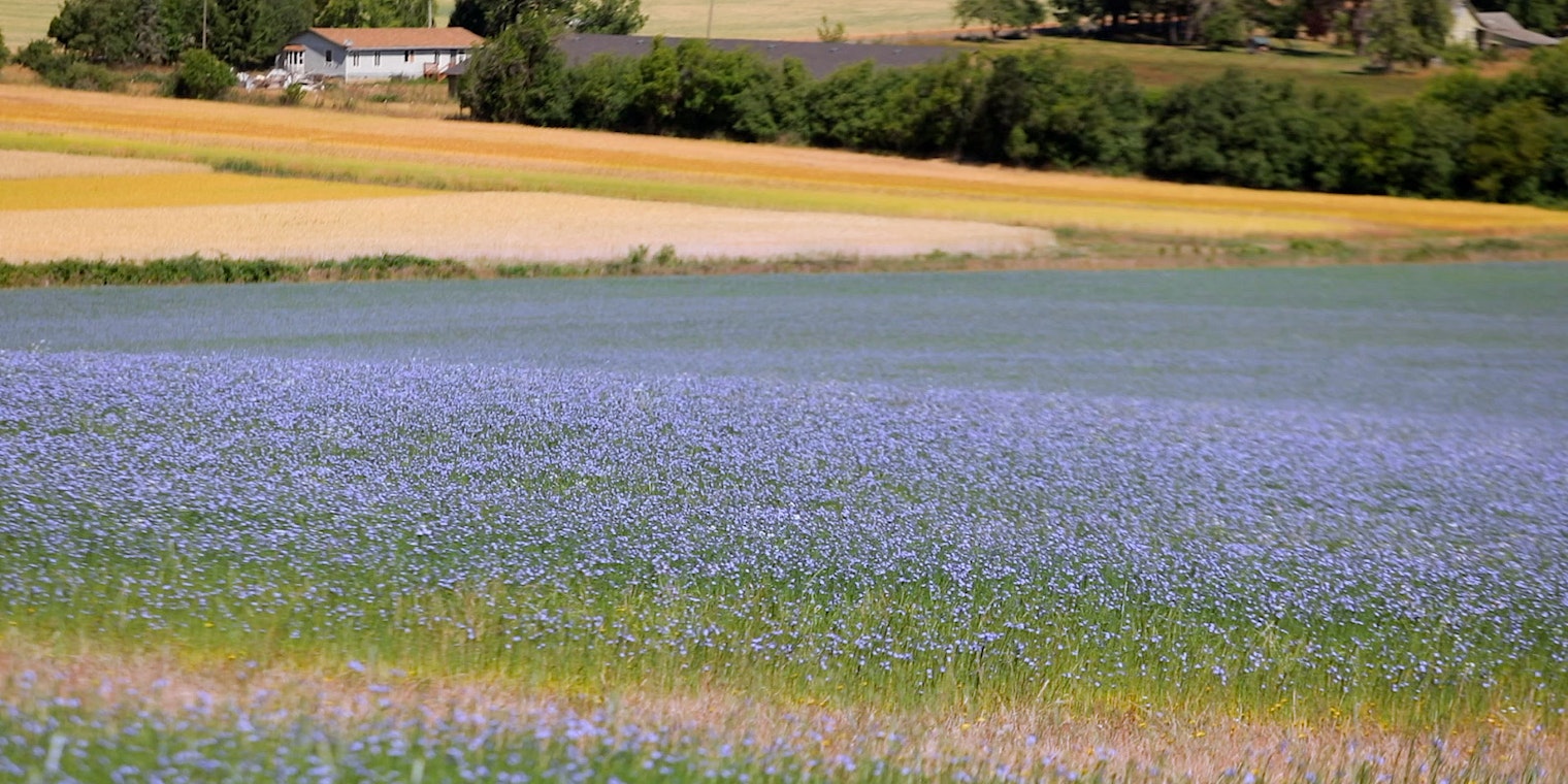 Field of blue flowers with house and brown field in background