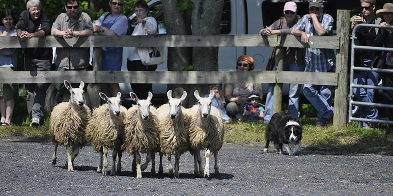 Four Leicester sheep on the move, with a black-and-white collie to their right moving them. Bystanders gather on fence in background
