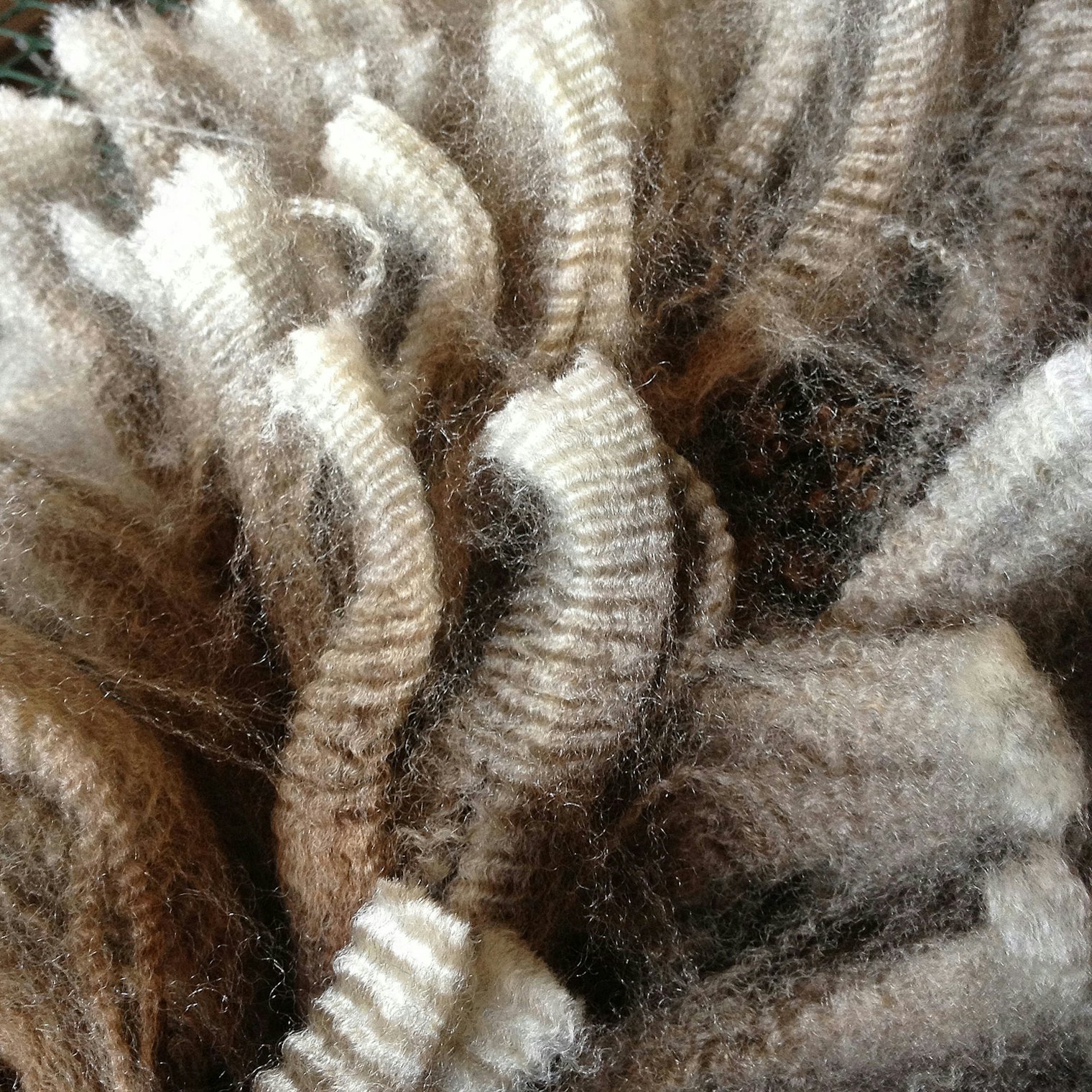 Locks of crimpy light brown wool