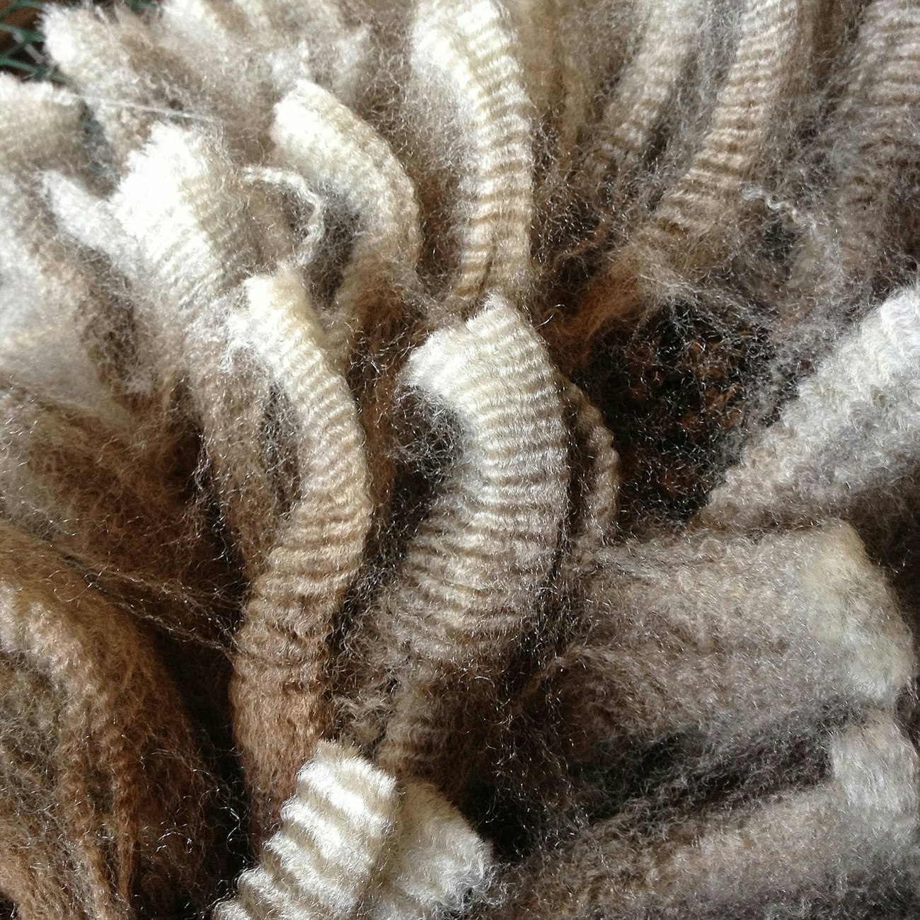 Locks of crimpy light brown wool