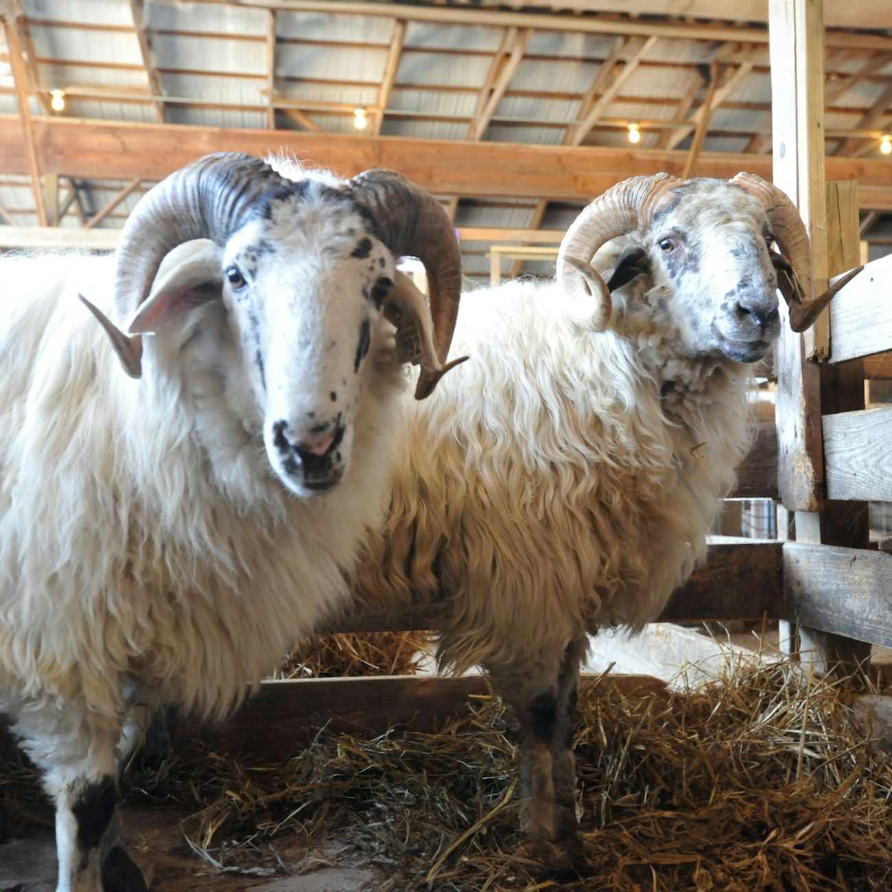 2 white sheep with long hair and curly horns in a stall in a barn