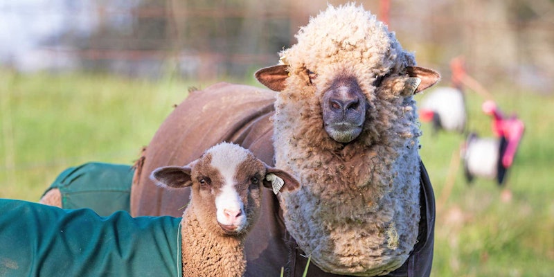 Merino ewe and lamb