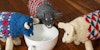Knitting My Own Sheep (and Facing the Colorwork Dragon) Image