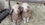 Angora Goats: Why Every Herd Needs a Daisy! Image