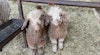 Angora Goats: Why Every Herd Needs a Daisy! Image