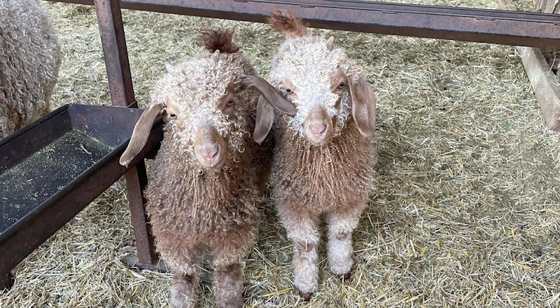 Angora goat kids