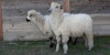 Beyond Soft: Long, Strong, Lustrous Wool Image