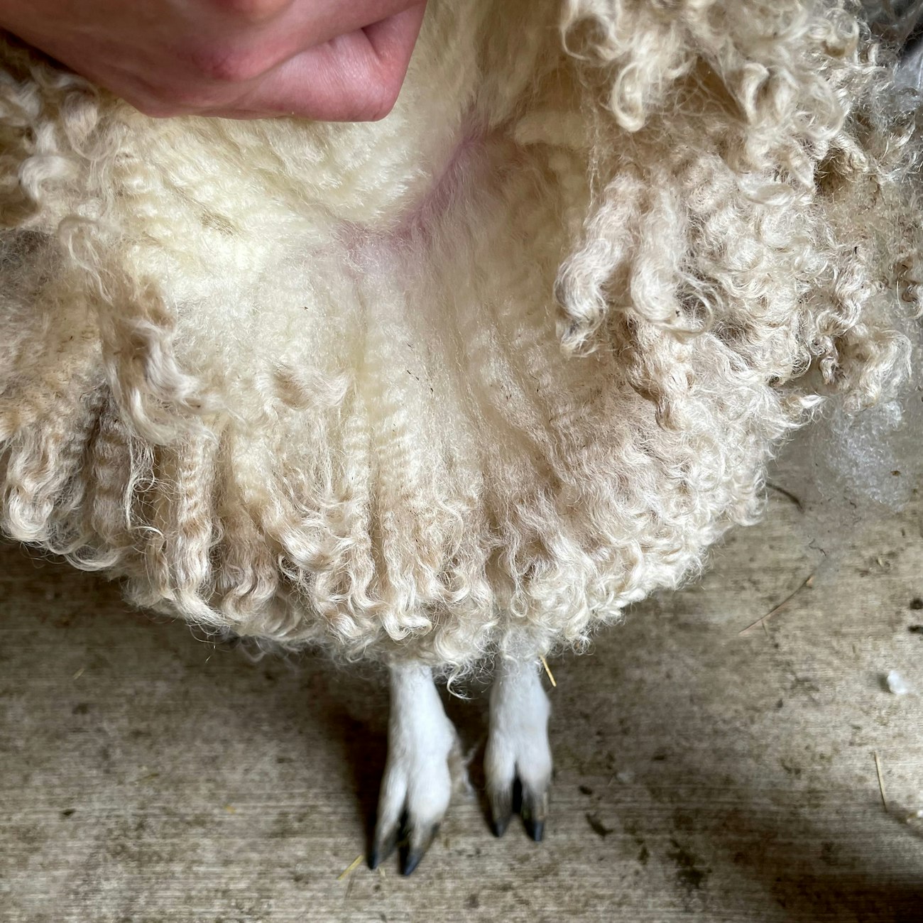 White sheep with wool parted to show crimp