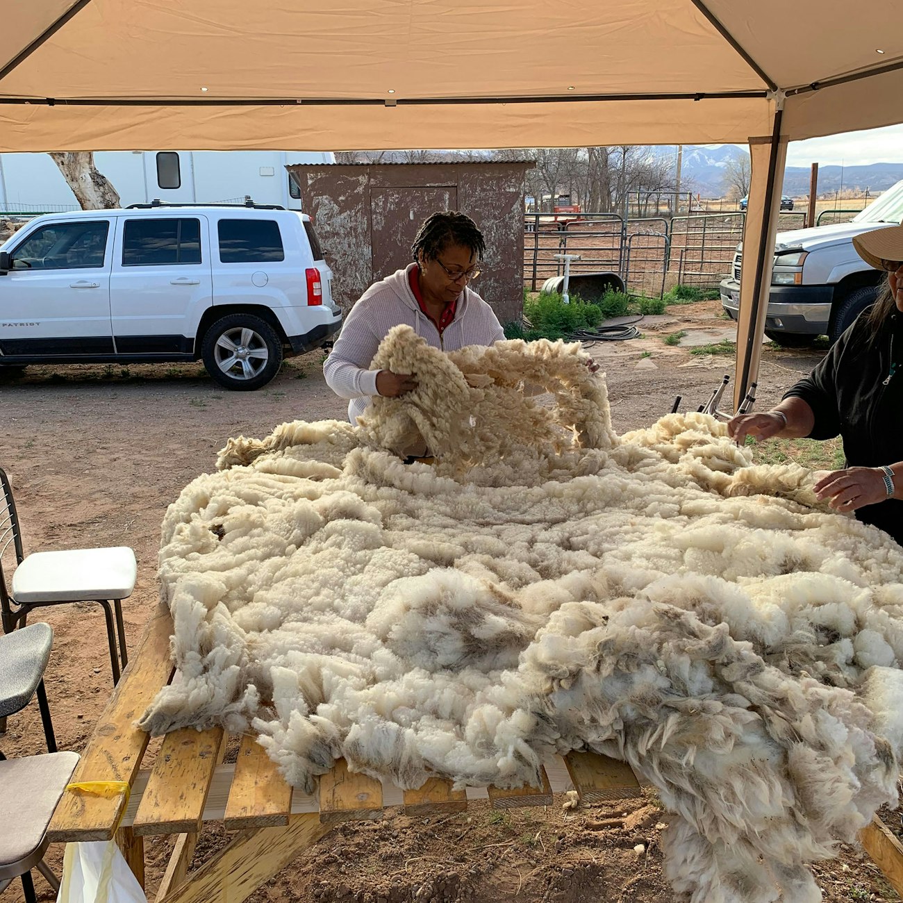 Skirting and cleaning fleece on a table after shearing