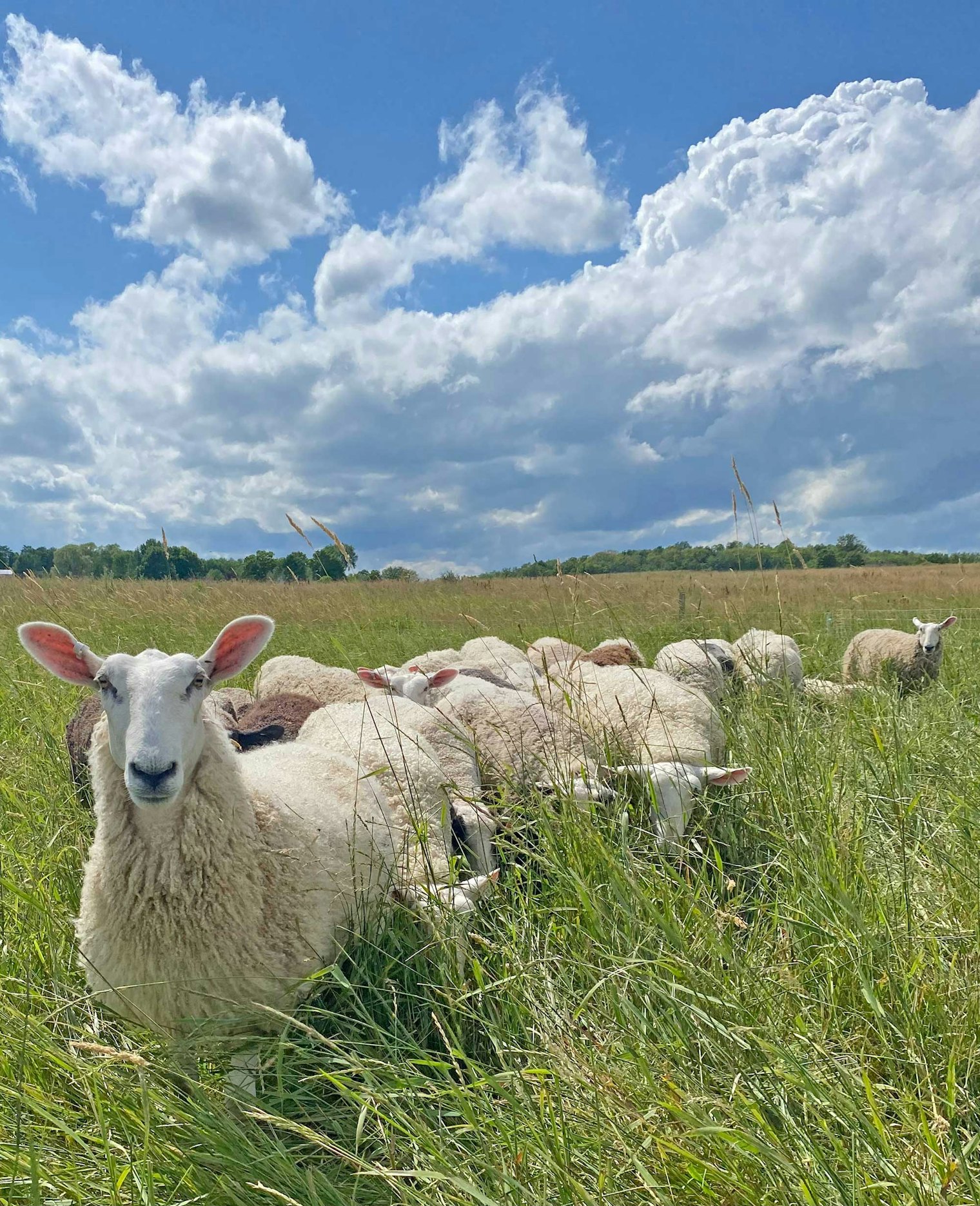 Yankee Rock’s Border Leicesters at pasture. Photo by Siri Swanson