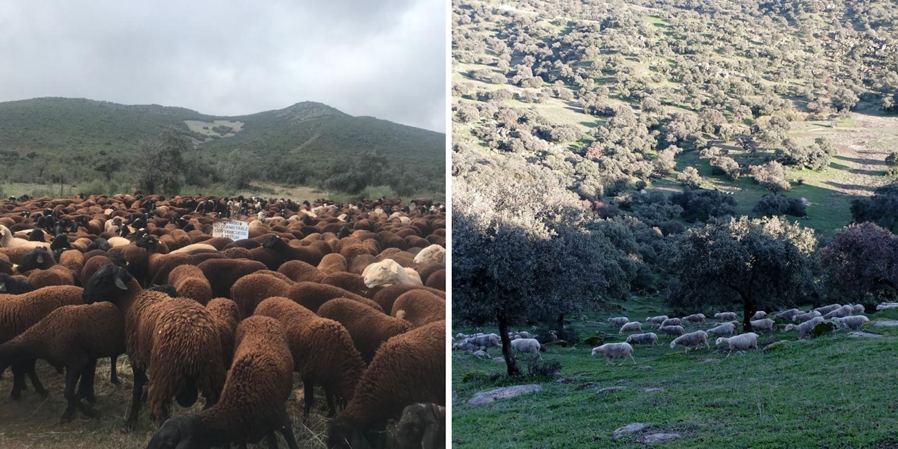 Left: field of dark brown sheep. Right: white sheep crossing a hillside among trees