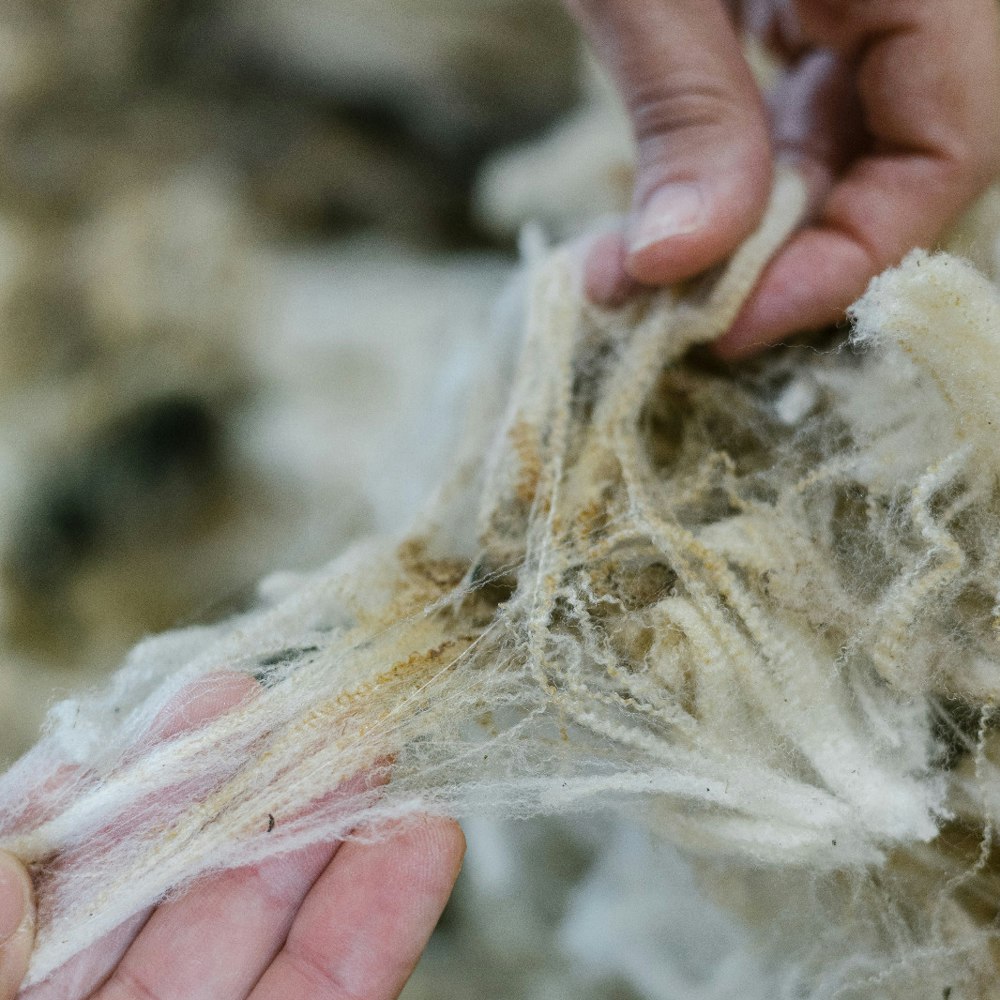 Locks of greasy fine wool being pulled open between two hands