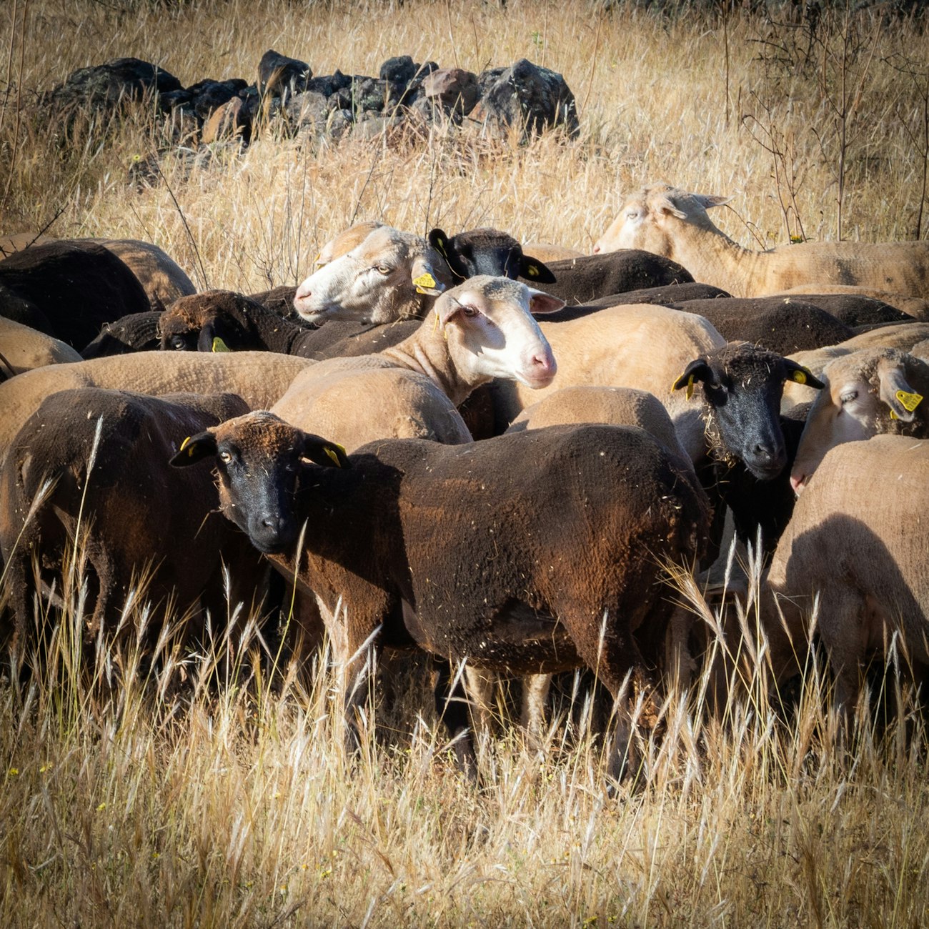 Black and white sheep, recently shorn, in golden grass field
