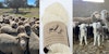 Reinventing Spanish Wool: Meet Wooldreamers Image