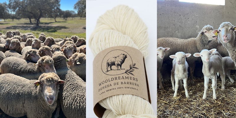 Merino sheep and yarn