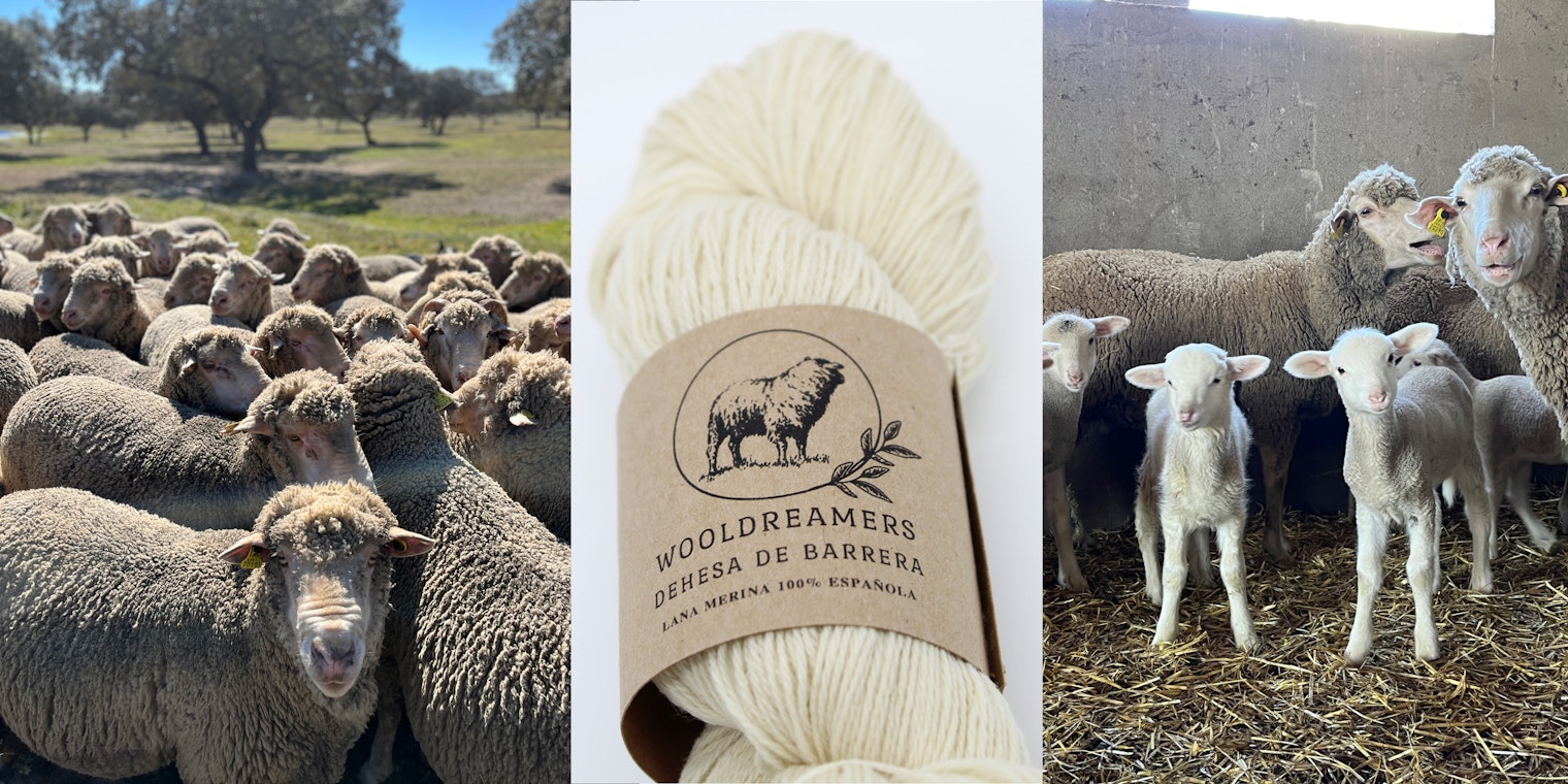 Merino sheep and yarn