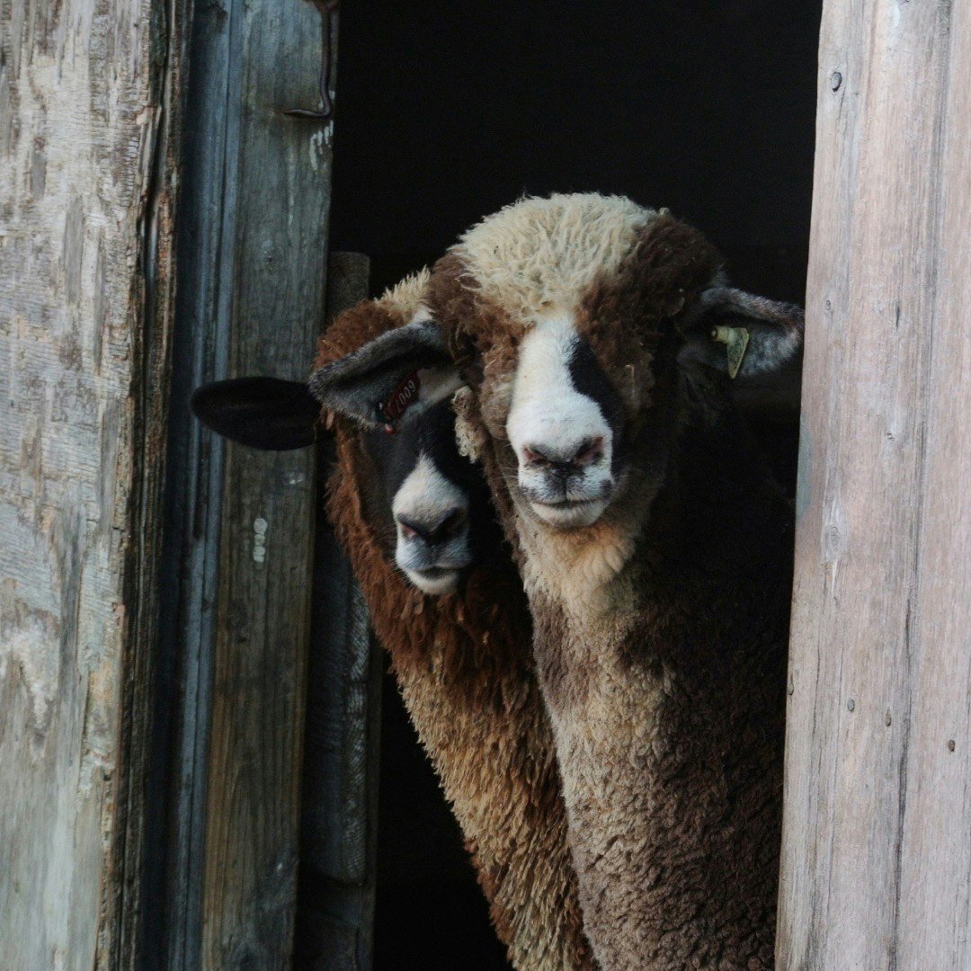 Two brown/black sheep standing at a barn door