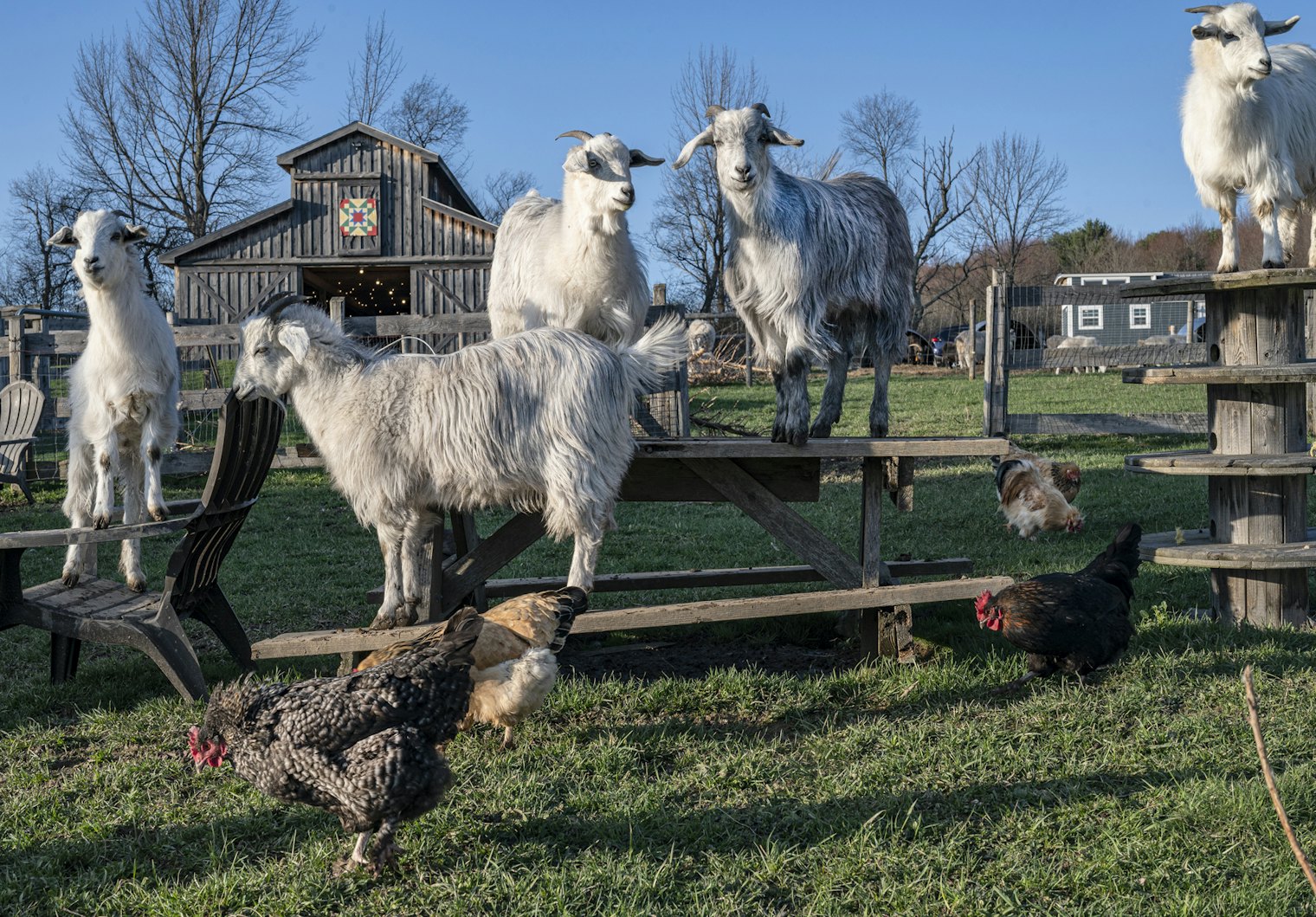 Goats climbing on picnic table and spools