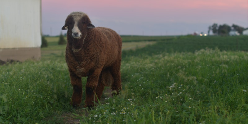 Brown ram in a green field at sunset