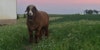 “Your wool is worth nothing.”  Image