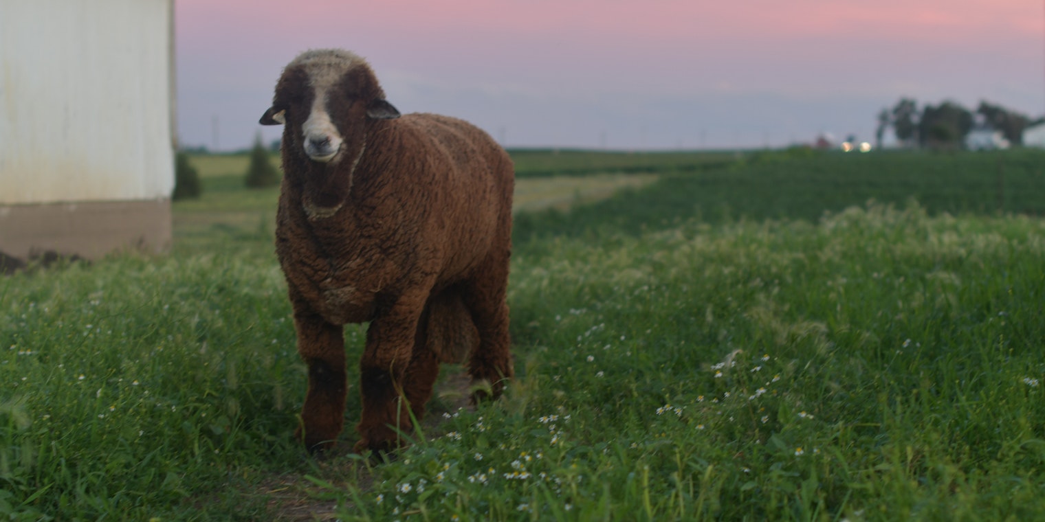 Brown ram in a green field at sunset