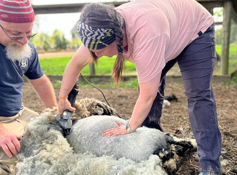 Man with beard looks on as woman with braids shears gray sheep lying on its side